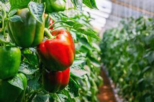 bell pepper hanging on tree in garden photo