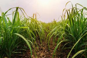 Sugarcane growing in the fields in sunset photo