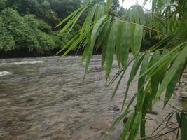 Peaceful river with bamboo leaves in tropical jungles of Southeast Asia photo