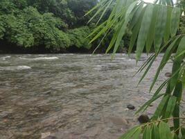 Peaceful river with bamboo leaves in tropical jungles of Southeast Asia photo