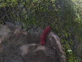 Red Dragon Millipede is a spiny and toxic millipede aptly named for its bright red color. photo