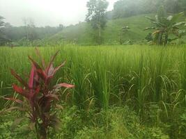 rice field view in the morning, morning light photo