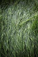 Wet grass in the forest photo