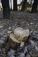 Cut trunk in the forest photo