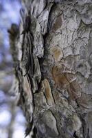 Tree bark texture photo