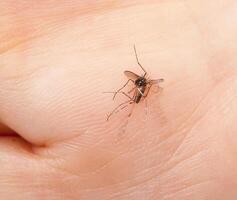 muerto mosquito aplastada en un mano foto