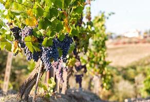 Tuscan vineyard with red grapes. photo