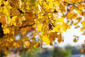 otoño amarillo arce hojas en el azul cielo. foto