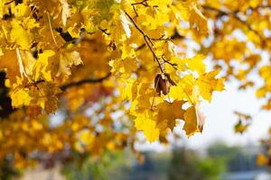 Fall yellow maple leaves in the blue sky. photo