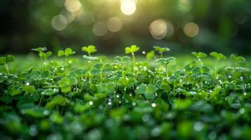 Lush green clover field with sparkling dewdrops, bathed in soft morning sunlight. Ideal background for spring and St. Patrick's Day themes. photo