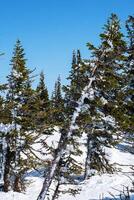 Snowy Frozen Pine Trees. photo