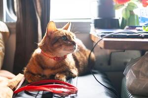 Domestic cat travelling with owner by train. photo