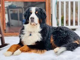 Bernese Mountain Dog in Snow photo