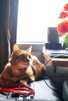 Domestic cat in the train coach lies on suitcase. Traveling with pet concept. photo