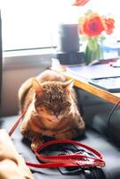 Domestic cat in the train coach lies on suitcase. Traveling with pet concept. photo