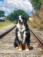 Bernese Mountain Dog on Train Tracks photo