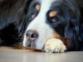 Bernese Mountain Dog Relaxing photo