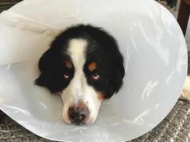 Bernese Mountain Dog with Cone photo