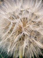 Big dandelion. Ripe air dandelion. Floral background with dandelion photo