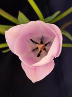 Pink tulips. Pink tulip flower on black background photo