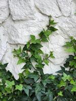 Climbing plant. Climbing green plant on a white stone wall photo