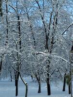 Winter Park. Winter landscape with snow-covered trees photo