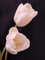 Pink tulips. Pink tulip flower on black background photo