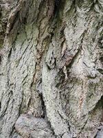 Deciduous tree bark. Tree bark texture. Vintage background photo