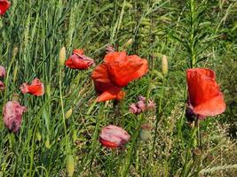 Red poppies. Poppy color. Blooming poppy flowers photo