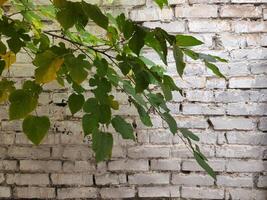 Branch of a deciduous tree. Branch with leaves on the background of a brick wall photo