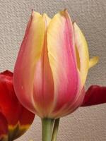 Yellow-pink tulips. Tulip flowers. Bouquet of tulips photo