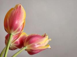 amarillo-rosa tulipanes tulipán flores ramo de flores de tulipanes foto
