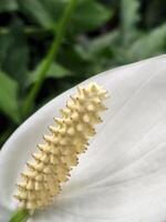 spathiphyllum alfetta. flor spathiphyllum alfetta. antecedentes para un tarjeta postal con un blanco flor foto