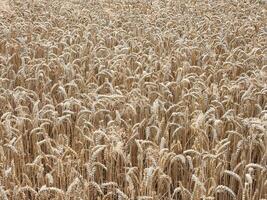 Winter wheat. Field of ripened winter wheat. Field with spikelets photo