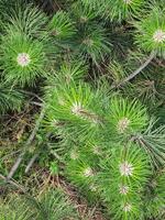 Pine branches. Floral background made of coniferous wood photo