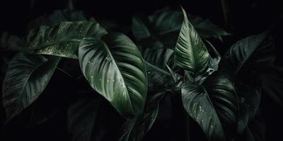 Leaves of spathiphyllum cannifolium abstract green dark texture nature background tropical leaf decorative background scene photo