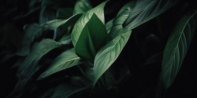 Leaves of spathiphyllum cannifolium abstract green dark texture nature background tropical leaf decorative background scene photo