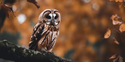 Owl bird sitting on a banch tree. Wil life nature outdoor forest background landscape scene photo