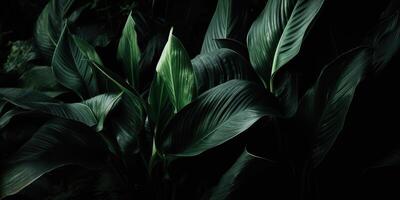 Leaves of spathiphyllum cannifolium abstract green dark texture nature background tropical leaf decorative background scene photo