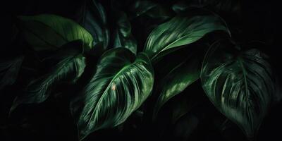 Leaves of spathiphyllum cannifolium abstract green dark texture nature background tropical leaf decorative background scene photo