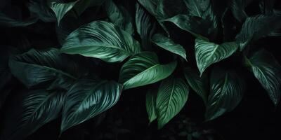 Leaves of spathiphyllum cannifolium abstract green dark texture nature background tropical leaf decorative background scene photo