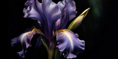 Dark plant floral iris flowers decoration background scene photo