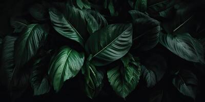 Leaves of spathiphyllum cannifolium abstract green dark texture nature background tropical leaf decorative background scene photo