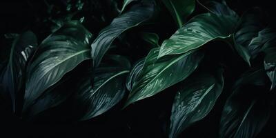 Leaves of spathiphyllum cannifolium abstract green dark texture nature background tropical leaf decorative background scene photo