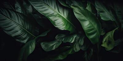 hojas de spathiphyllum cannifolium resumen verde oscuro textura naturaleza antecedentes tropical hoja decorativo antecedentes escena foto