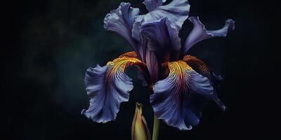 Dark plant floral iris flowers decoration background scene photo