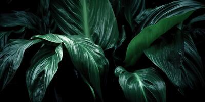 Leaves of spathiphyllum cannifolium abstract green dark texture nature background tropical leaf decorative background scene photo