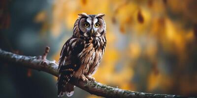 Owl bird sitting on a banch tree. Wil life nature outdoor forest background landscape scene photo