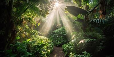 Tropical rain jungle deep forest with beab ray light shining. Nature outdoor adventure vibe scene background view photo