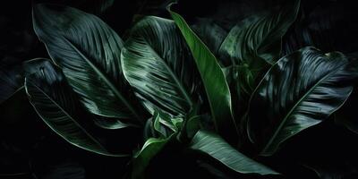 Leaves of spathiphyllum cannifolium abstract green dark texture nature background tropical leaf decorative background scene photo